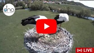Youtube-Storchennest