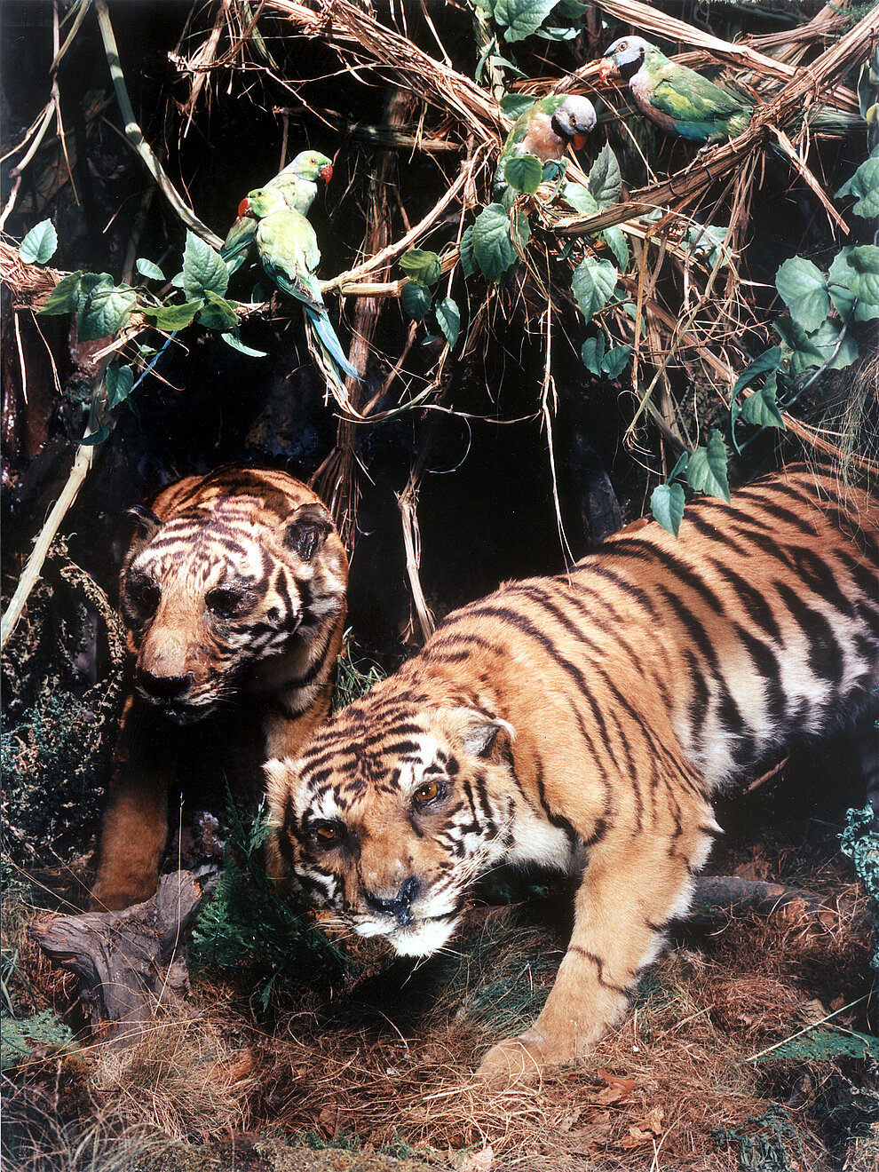 Zwei Tiger im Tiermuseum © Archiv Stadt Alfeld Zwei Tiger im Tiermuseum © Archiv Stadt Alfeld